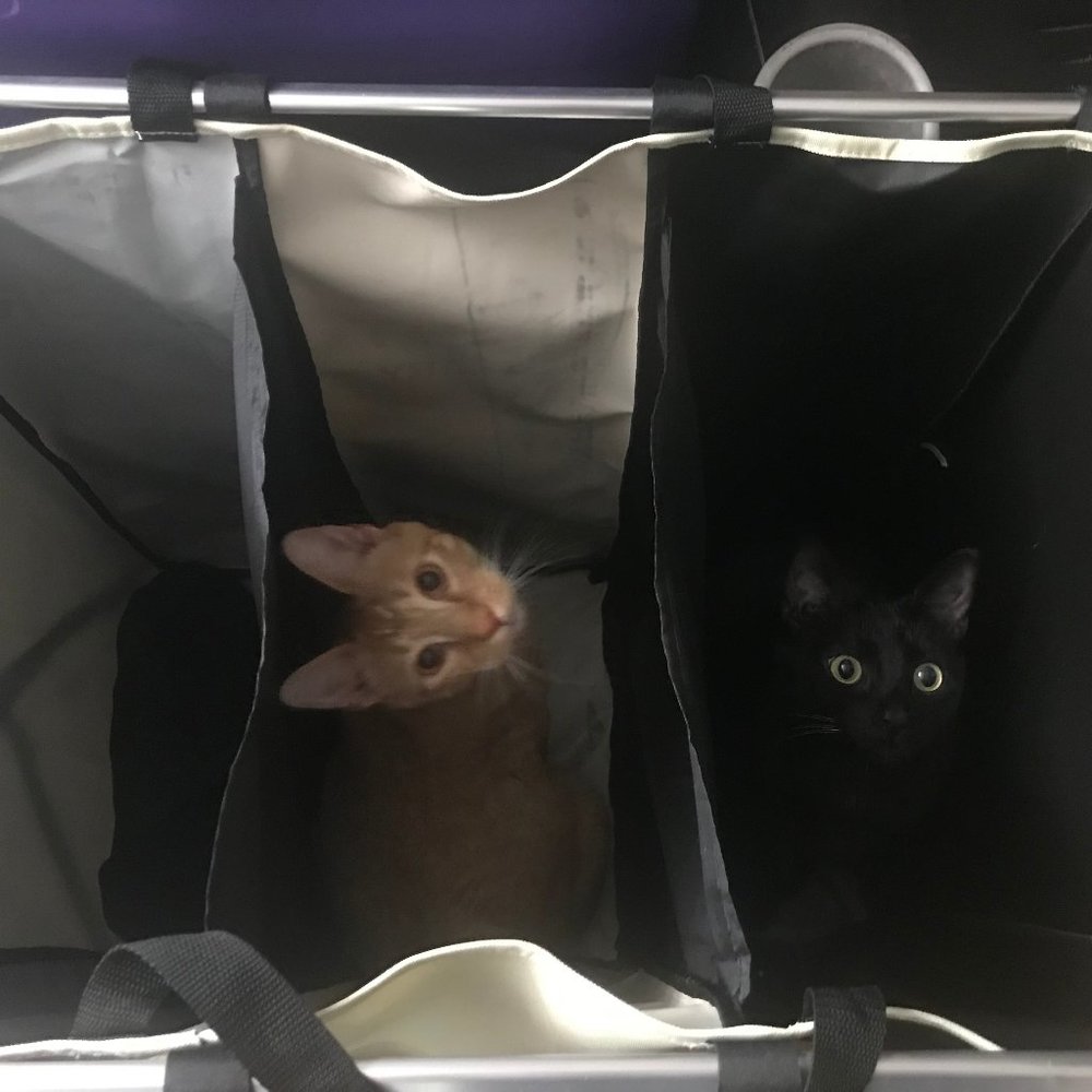 Meet your Posher, Lea